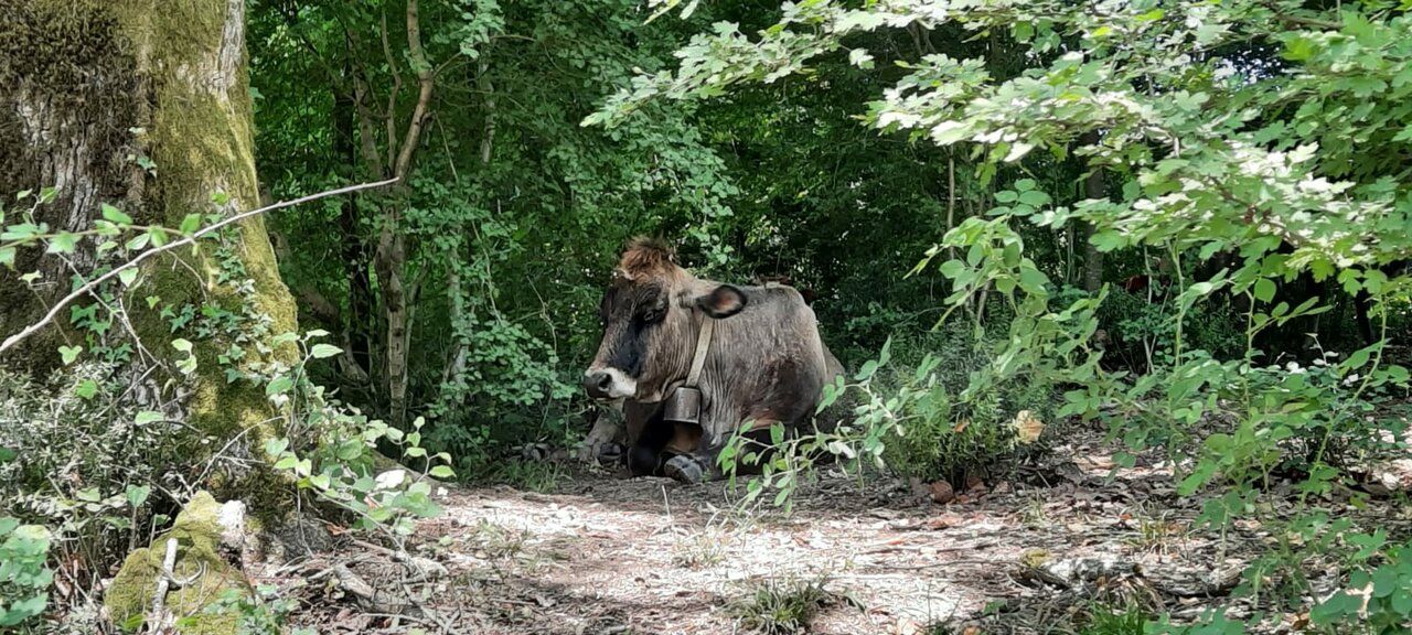 Гостиница Глобус Лоо-15