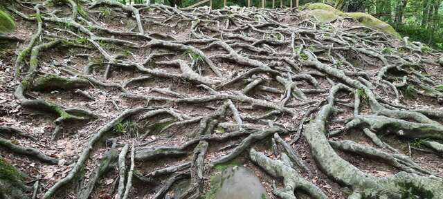 Гостиница Глобус Лоо-15